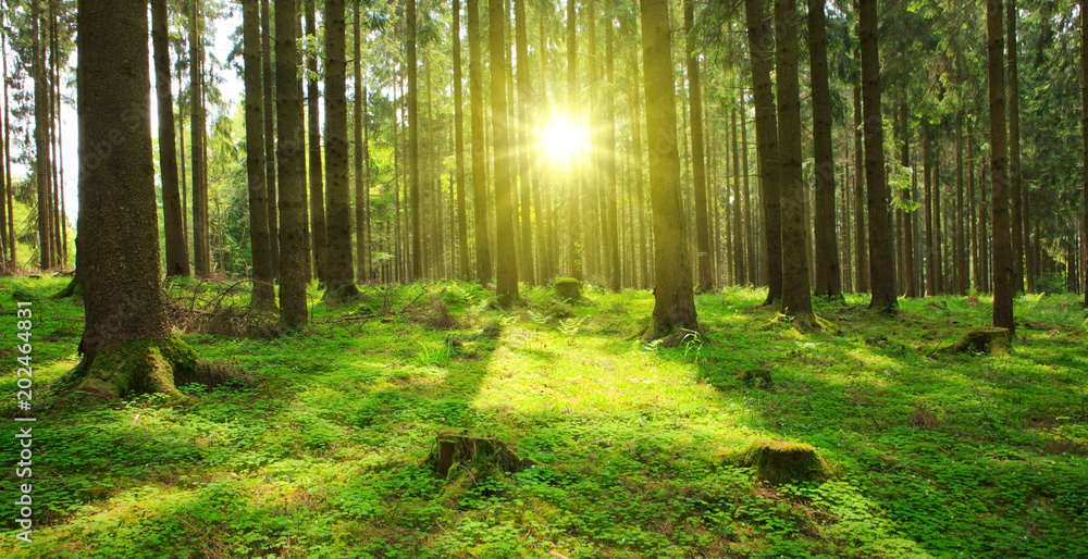 Fototapeta premium Zachód słońca w lesie.
