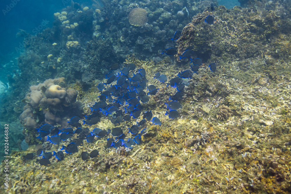 Fototapeta premium School of fish feeding