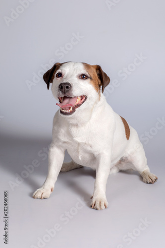 Dog Jack Russell Terrier, Studio, interior.