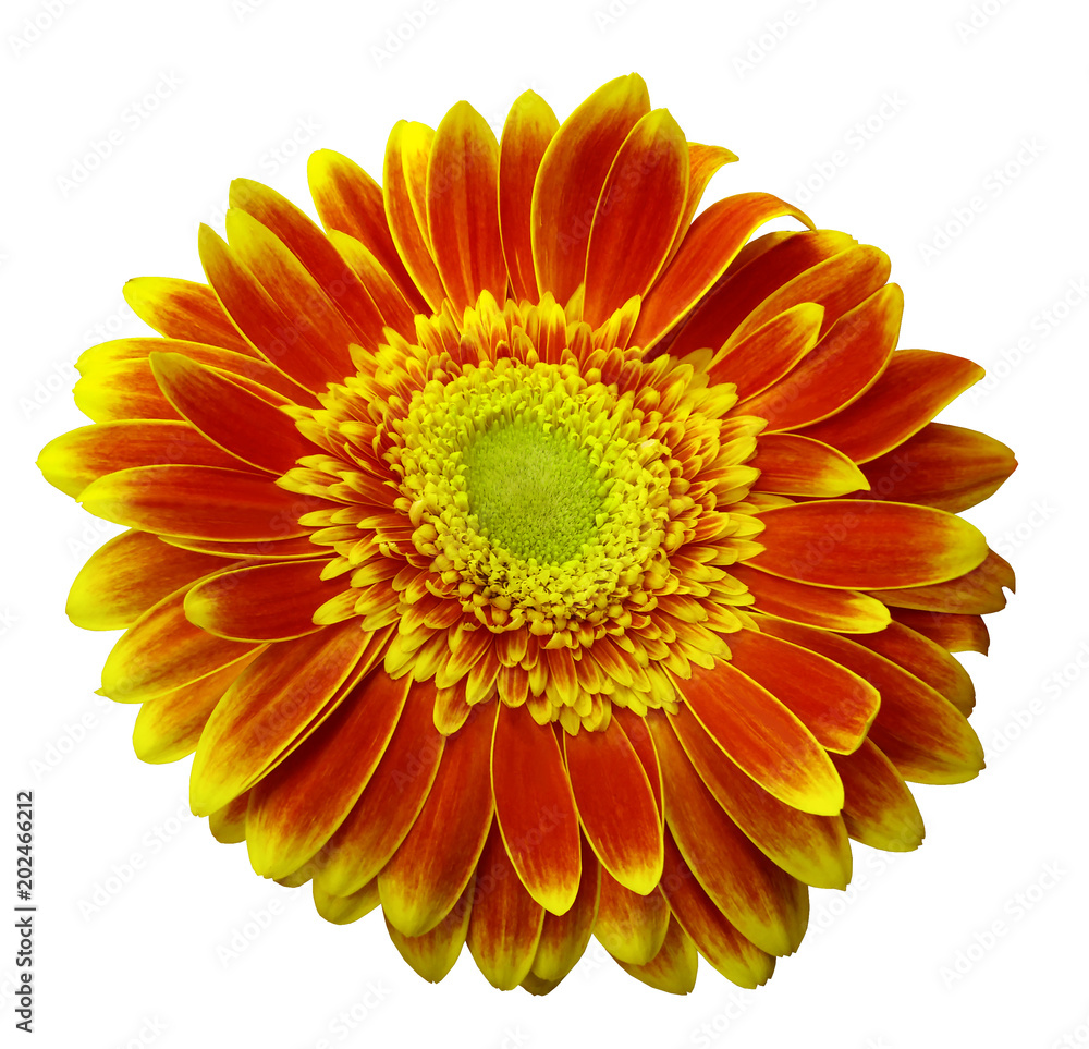 Red-yellow gerbera flower on a white isolated background with clipping path. Closeup. For design. Nature. Red-yellow gerbera flower on a white isolated background with clipping path. Closeup. For design. Nature.