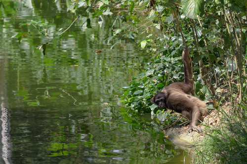 The Grey Bornean Gibbon (Hylobates muelleri) drinks water. Lok Kawi, Sabah, Borneo, Malaysia. Red Data Book © Eselena