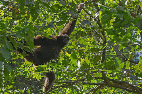 The Grey Bornean Gibbon (Hylobates muelleri) moves in the trees. Lok Kawi, Sabah, Borneo, Malaysia. Red Data Book