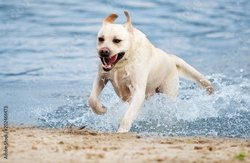 labrador dog running in water spray on the beach