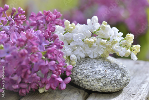 white lilac on a pebble with purple lilac in garden