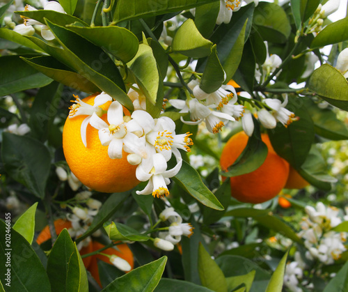 Valencian orange and orange blossoms. Spain.Spring
