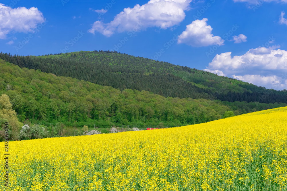 Beautiful rural spring landscape with yellow rapeseed field in the foreground and the red train behind, the forest on the hill in the background, and the cloudy blue sky above