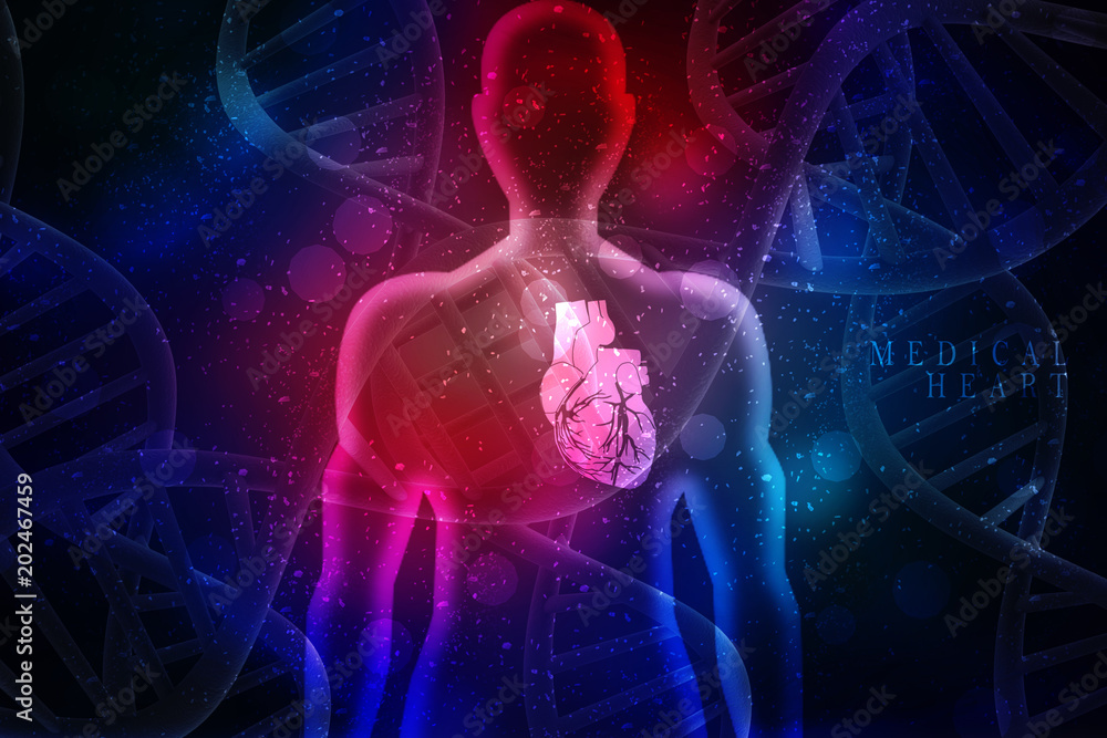 2d illustration  Anatomy of Human Heart 
