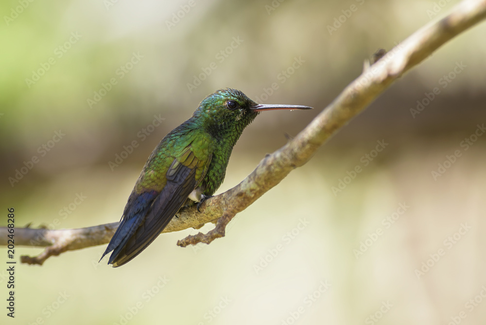 Fork-tailed Emerald - Chlorostilbon canivetii, beautiful green hummingbird from Central America forests, Costa Rica.