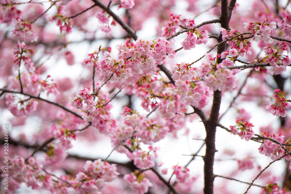 Sakura flower on Japan spring.