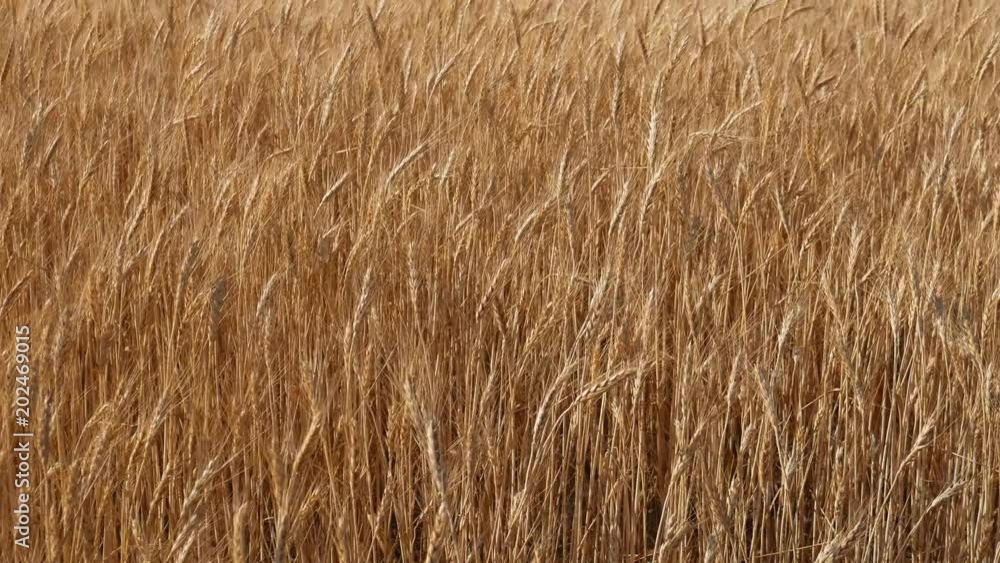 Wheat field swinging in the wind . Golden wheat spikelets swing in the wind. Wheat field swinging in the wind . Golden wheat spikelets swing in the wind.