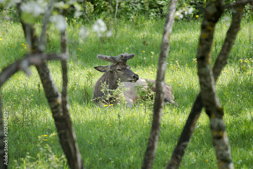 Cervi all'interno del paese di Villetta Barrea - Parco Nazionale d'Abruzzo photo