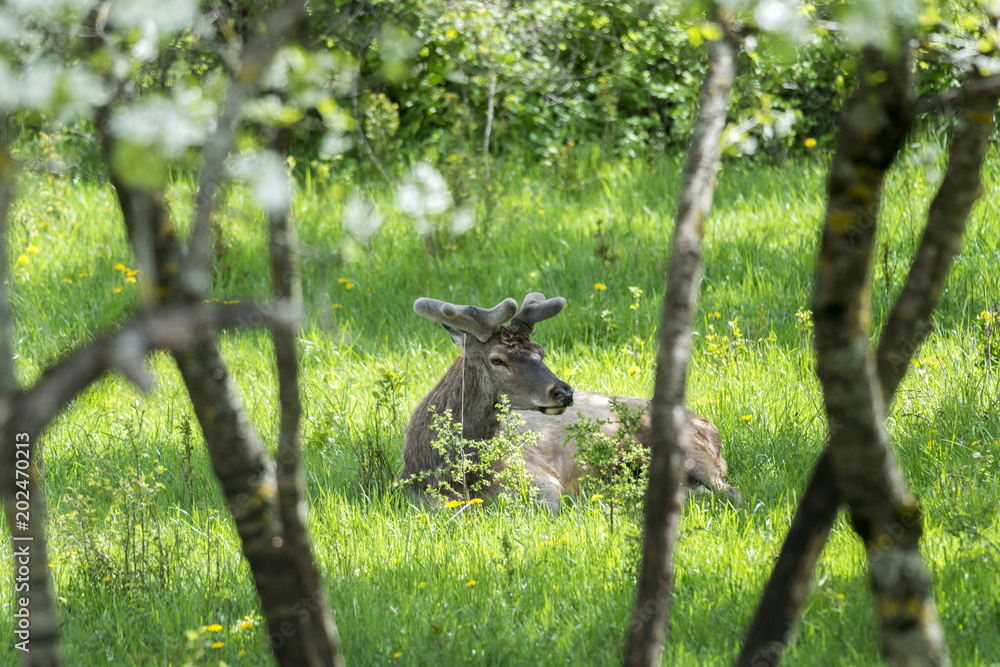 Cervi all'interno del paese di Villetta Barrea - Parco Nazionale d'Abruzzo