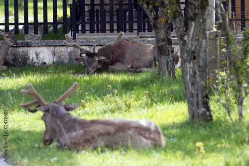 Cervi all'interno del paese di Villetta Barrea - Parco Nazionale d'Abruzzo