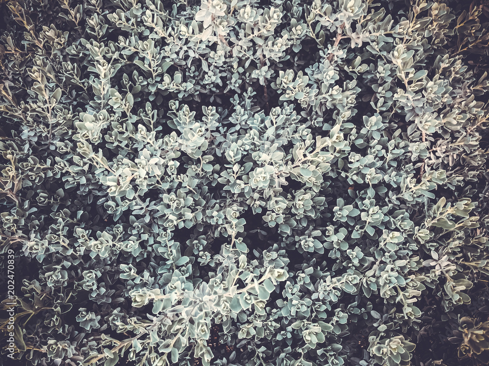 Spring flowers in Israel. Close up shot. Spring flowers in Israel. Close up shot.