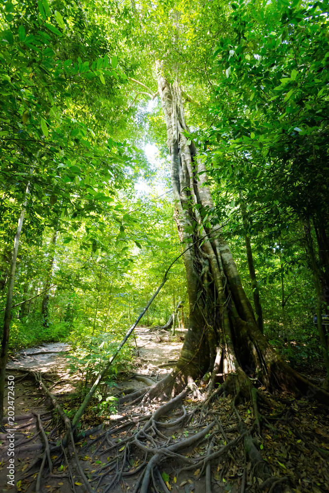 Fototapeta premium Emerald Pool National Park Krabi