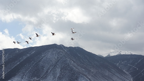 flock flying in yunnan , china