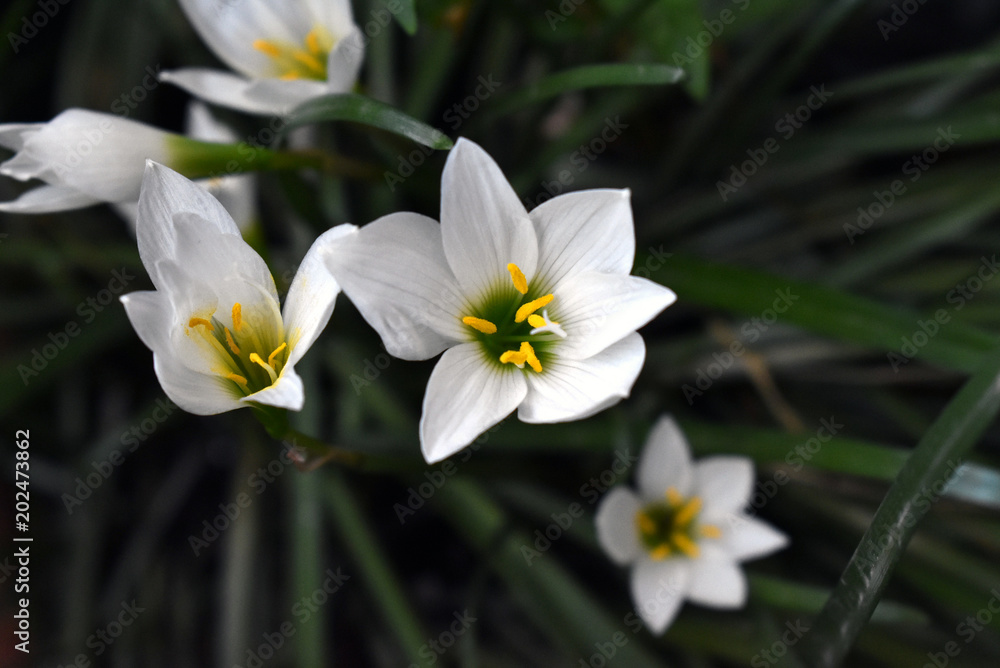 Yellow flowers can be used as illustrations. Yellow flowers can be used as illustrations.