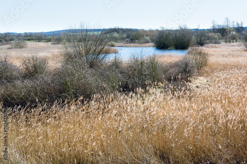 Dried reeds everywhere around a lake in wildlife reserve area in early Spring - seasonal nature background - 1