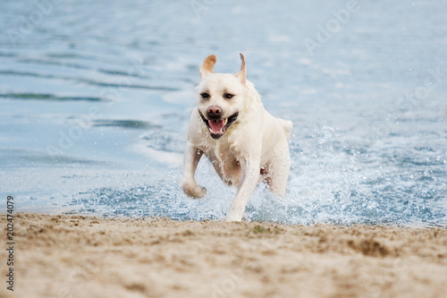 labrador dog running on the beach