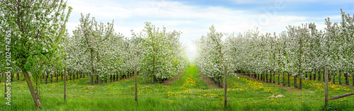 Apfelbaumplantage in der Blüte