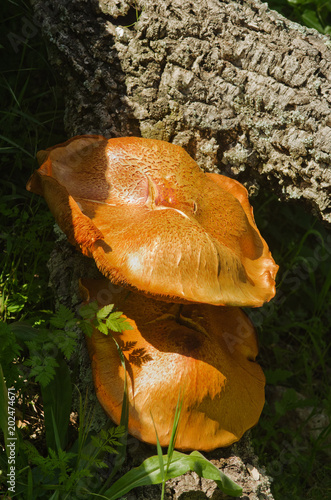 Two huge golden mushrooms - Gymnopilus suberis photo