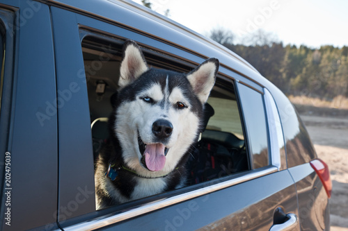 Dog breed Siberian Husky is looking from a car window. Concept travel with animals © annatronova