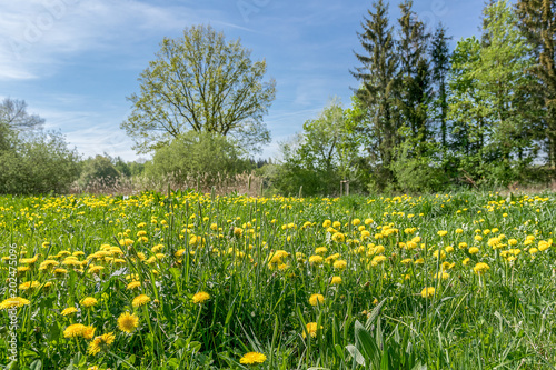 Löwenzahn Wiese