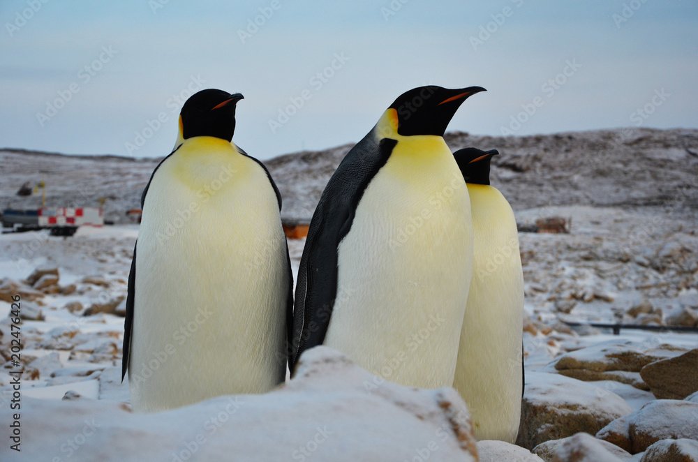 Obraz premium Antarctica penguins