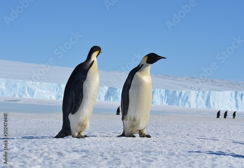 Antarctica penguins