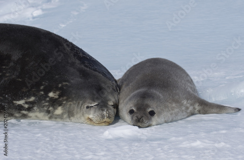 Antarctida seal