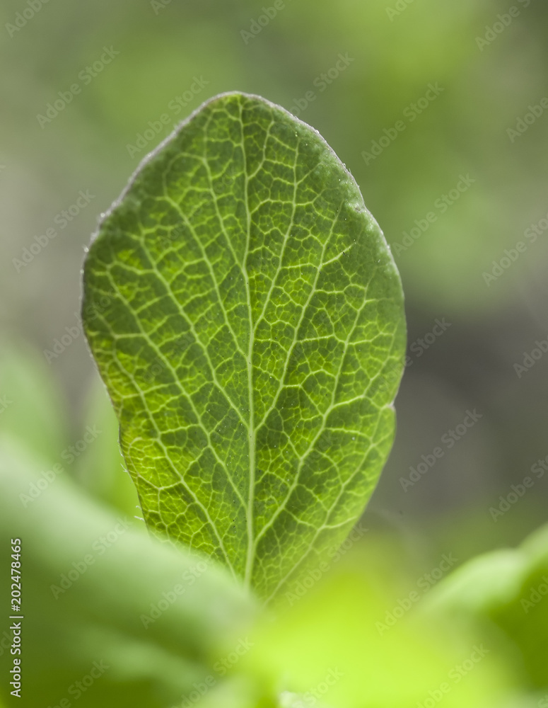 green leaf green leaf