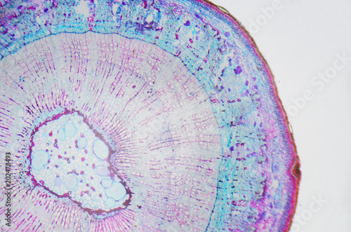 Foto Microscopic photography