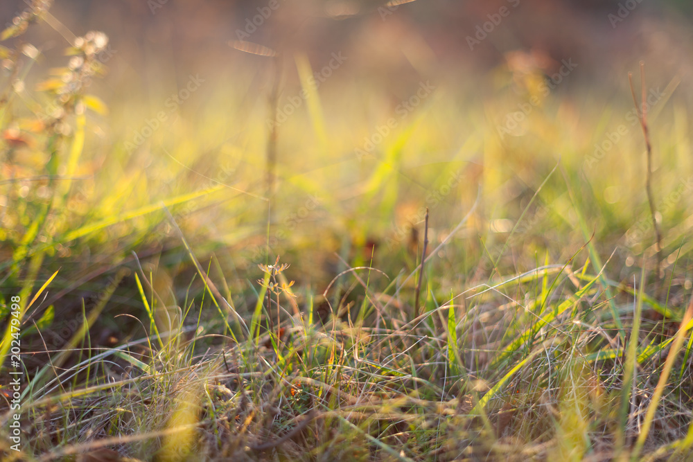 Grass in a meadow and evening lit by the setting sun.