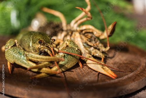 Raw crayfish with beer on wooden background