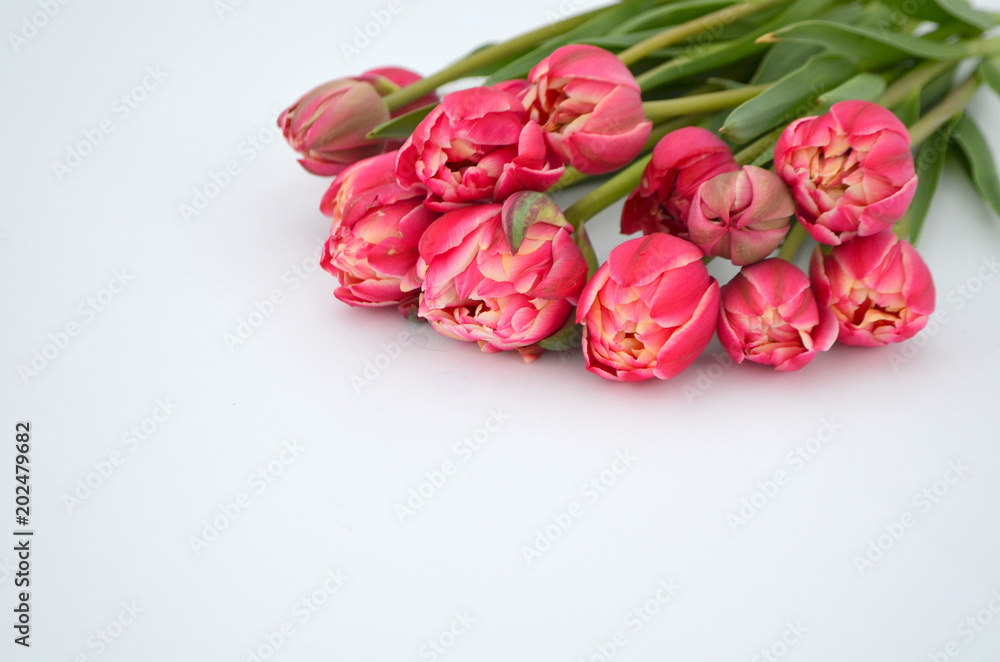 Tulip Columbus Terry Цвет: красный с белым краем Букет тюльпанов Tulip Columbus Terry Цвет: красный с белым краем Букет тюльпанов