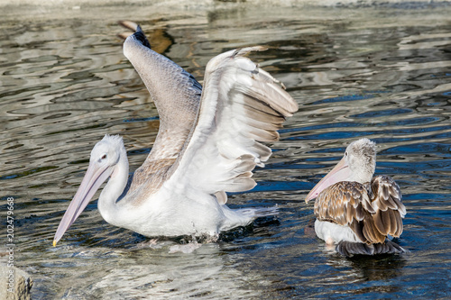 Birds