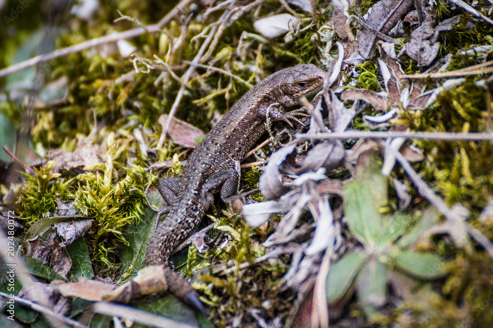 Naklejka premium Forrest blizzard