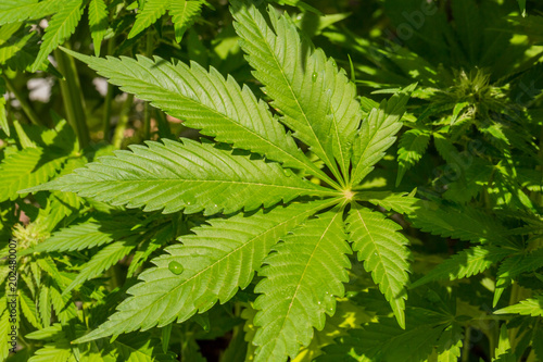 Cannabis Medical Marijuana leaf growing on a plant