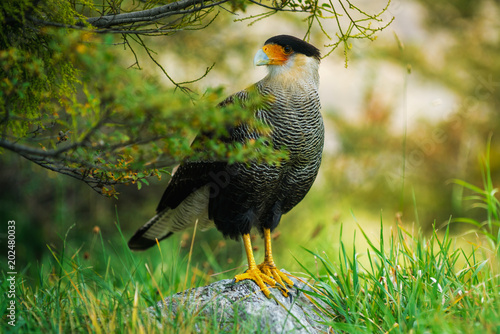 Bird of the Caracara in the Torres del Paine National Park. Autumn in Patagonia, the Chilean side