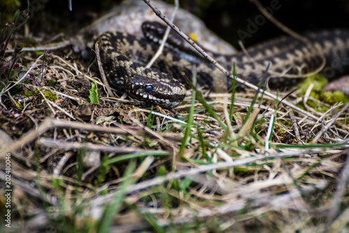 Swedish viper