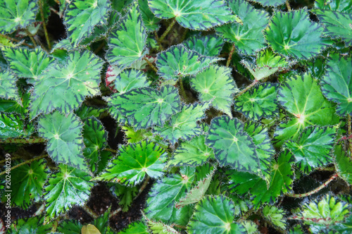 Begonia bowerae green foliage background photo