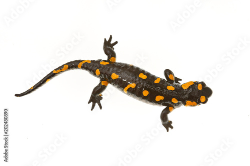 Fire salamander (Salamandra salamandra) on a white background