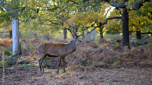 Red deer