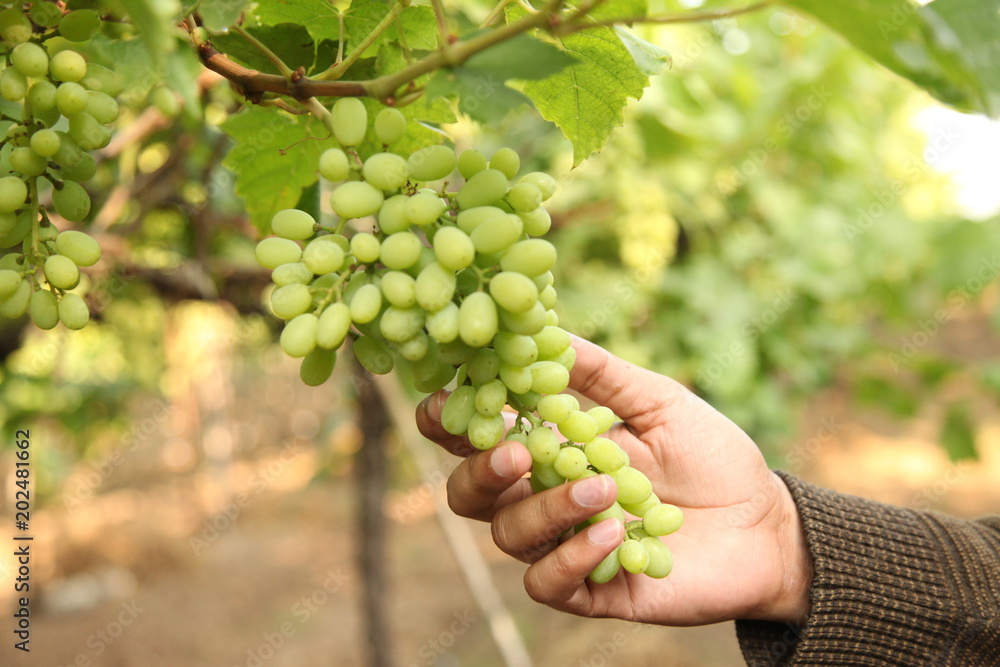 Φωτογραφία hand of farmer in September check and collects the selected grape bunches in India maharastra nasik for the great harvest
