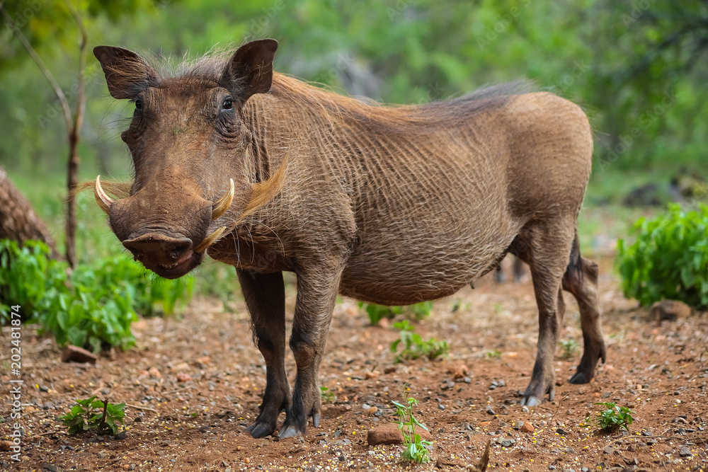 Wild Warthog in a South African game reserve Wild Warthog in a South African game reserve