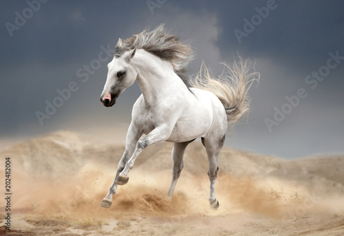andalusian horse running in desert