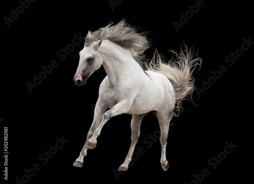 white andalsuian horse isolated on black background © Olga Itina