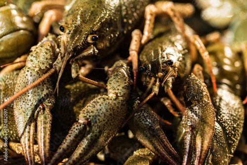 Raw crayfish with beer on wooden background