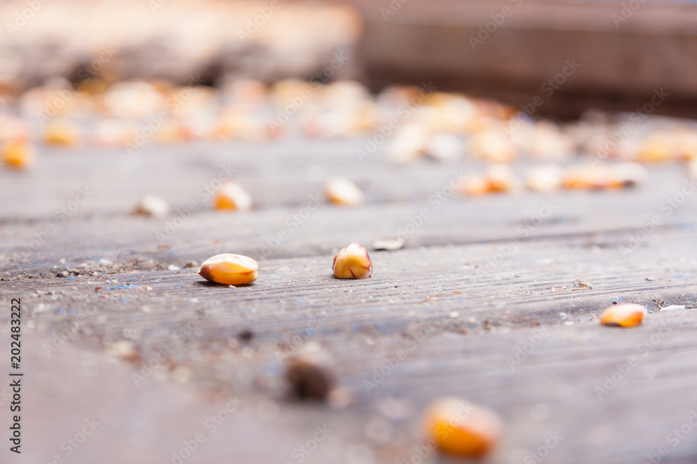 Yellow corn kernels laying on wooden planking inside farm machinery. Yellow corn kernels laying on wooden planking inside farm machinery.