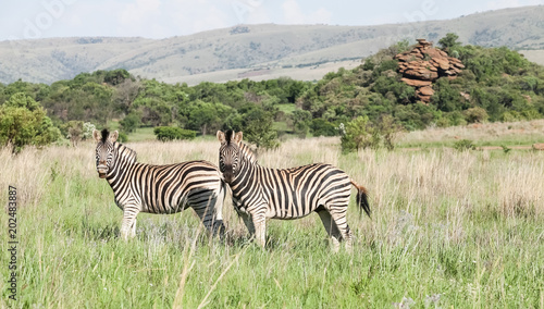 Two African Zebras on the savannah Photographed on safari in a South African game reserve